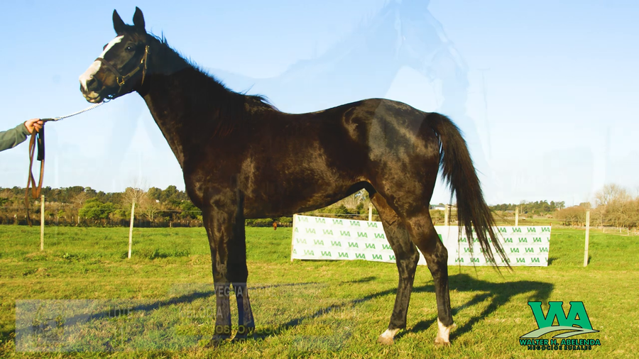 Lote MELODIA