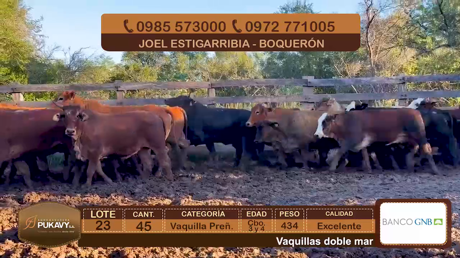 Lote Vaquillas Preñadas