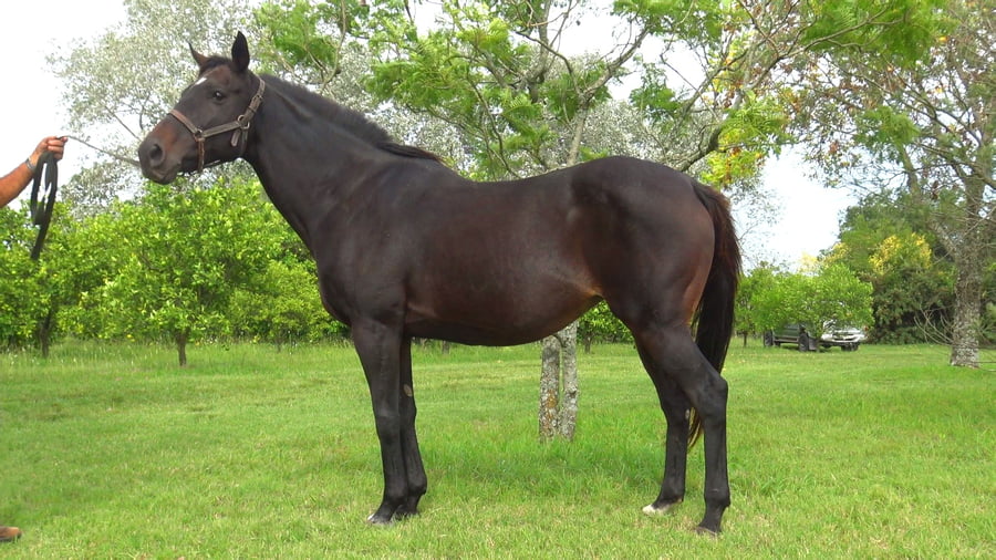 Lote COLONIAL DAM (ARG)