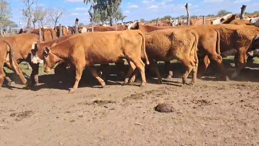 Lote 37 Vacas de invernar