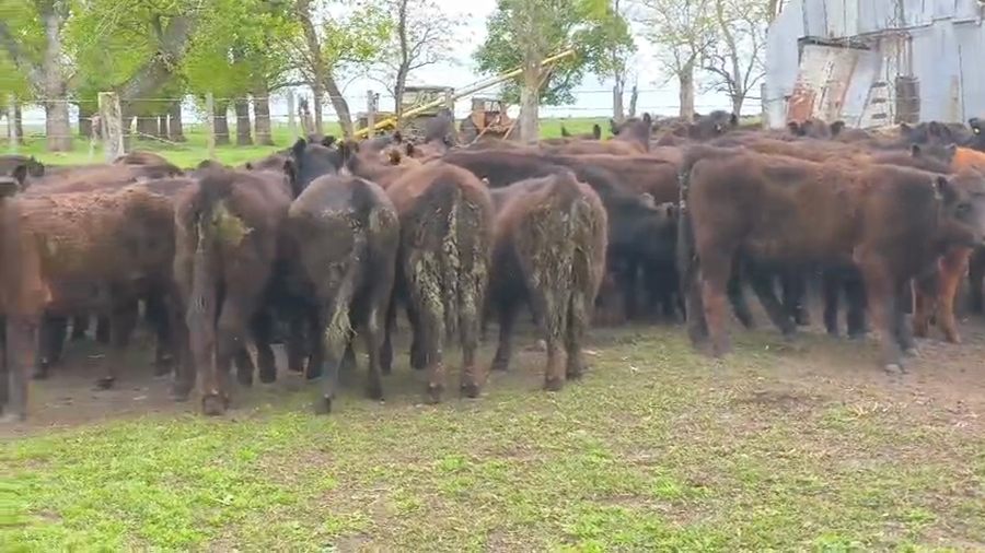 Lote 72 Terneras