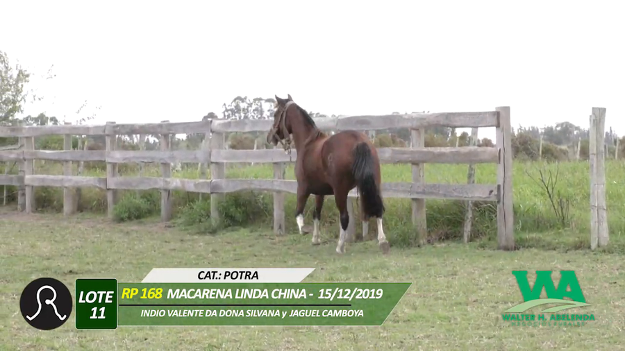 Lote MACARENA LINDA CHINA