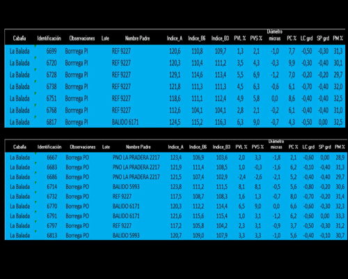 Lote 7 Borregas a remate en La Señal del Futuro , Tacuarembó