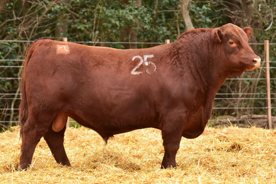 Lote TOROS ANGUS PC