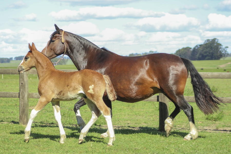 Lote PAMPA LINDA DE LOS CARDOS