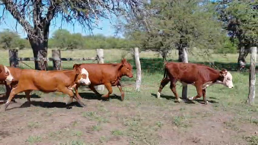 Lote 200 Terneros/as en Corrientes, Mercedes