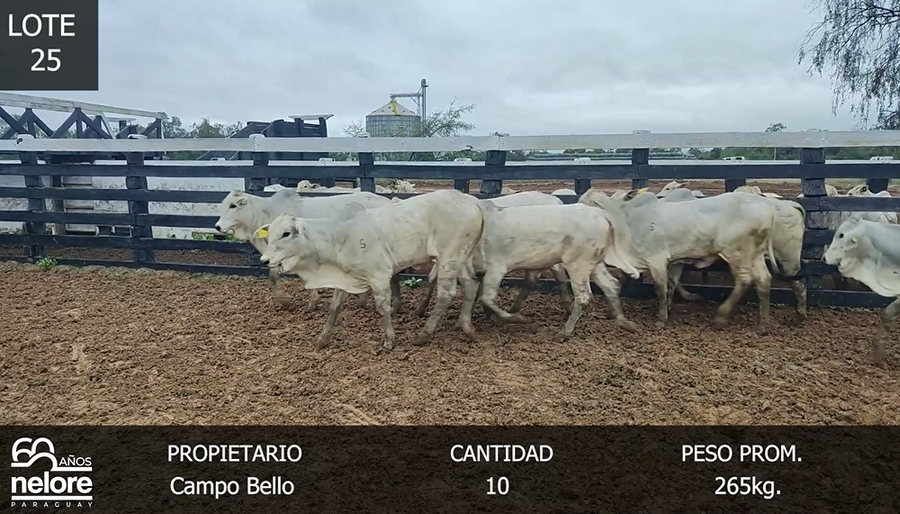 Lote LOTE 25