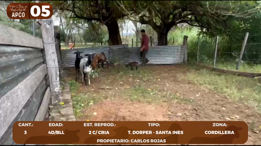 Lote LOTE 5 -POR PANTALLA