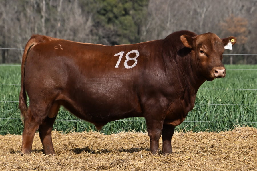 Lote TORO ANGUS PC