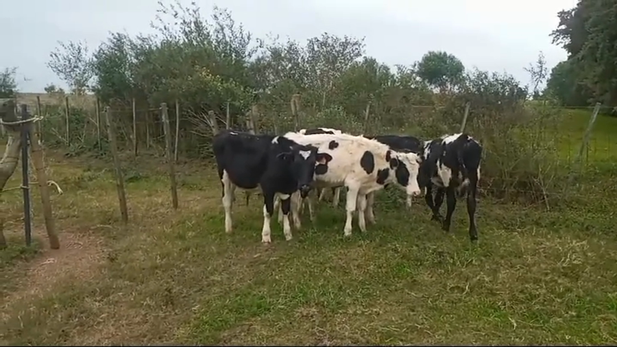 Lote (Vendido)7 Terneros Holando a remate en #45 Pantalla Carmelo  200kg -  en Dolores