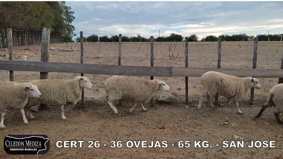 Lote 36 Ovejas en San José