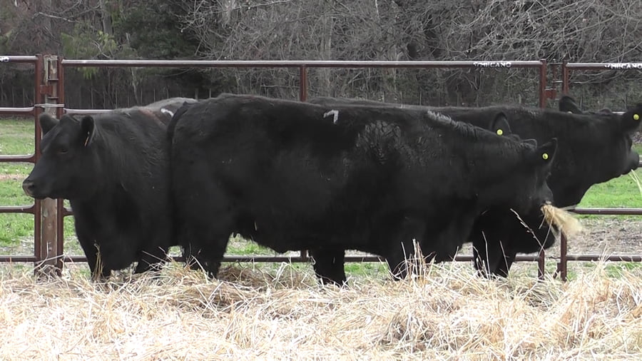 Lote VAQUILLONAS PURAS DE PEDIGREE (c/garantía de preñez o parida)