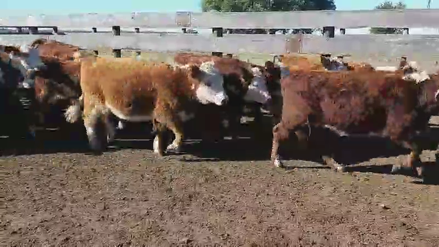 Lote 120 Terneras en Villaguay, Entre Ríos