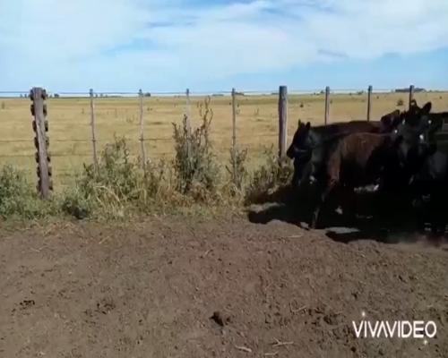 Lote 24 Terneros/as en Pila, Buenos Aires