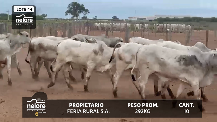 Lote LOTE 44
