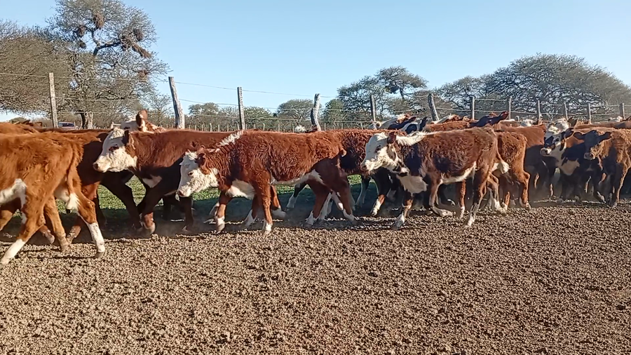 Lote 68 Terneros/as