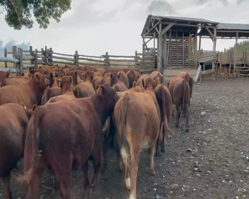 Lote 40 Novillo Engorda en Coyhaique, XI Región Aysén