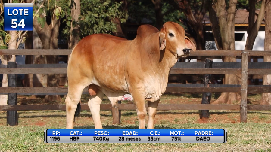 Lote TOROS BRAHMAN  -LOTE 54