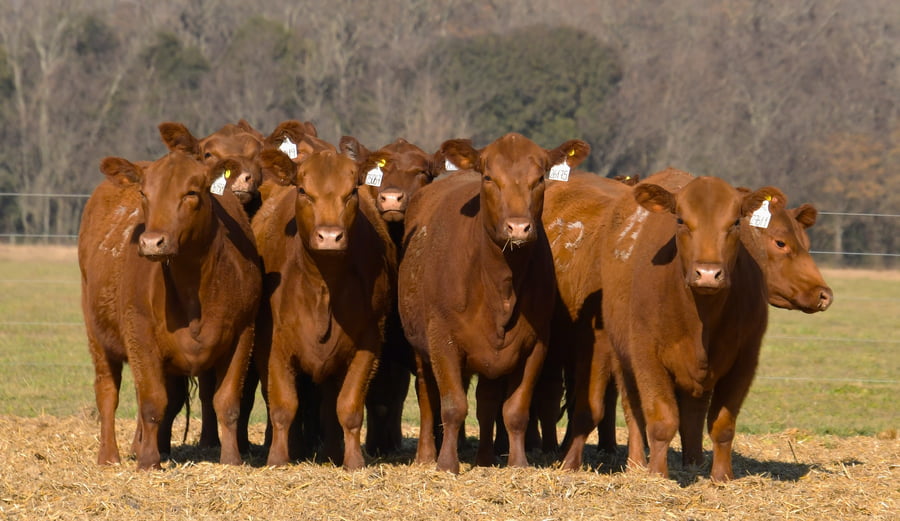 Lote VAQUILLONAS ANGUS PC PARICION OTOÑO