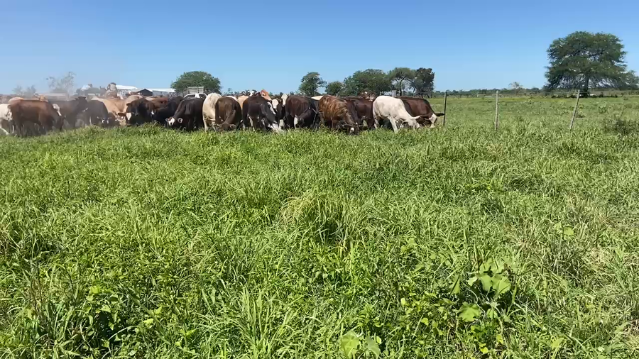 Lote 93 Terneras en Pirané, Formosa