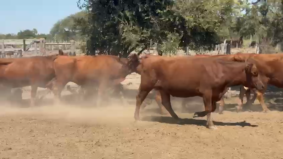 Lote 73 Vacas medio uso C/ gtia de preñez en Entre Ríos, Federal