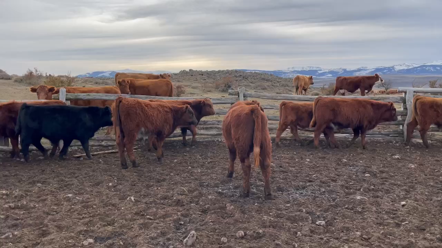 Lote 18 Ternero en Coyhaique, XI Región Aysén