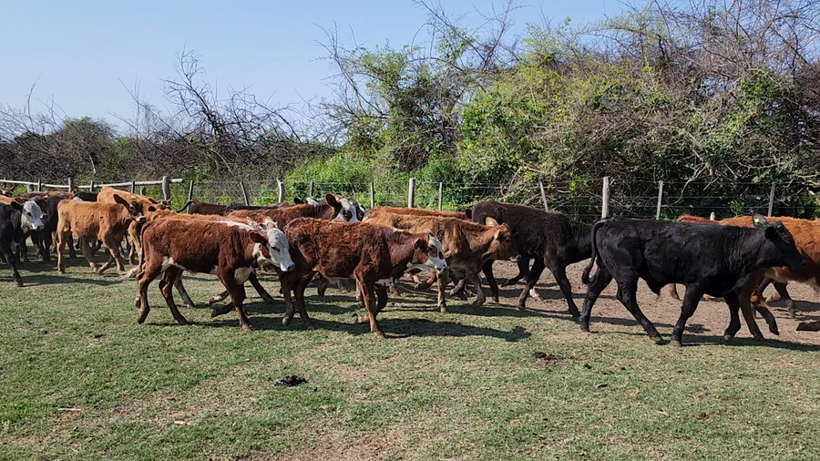 Lote 115 Terneros en Herlitzka, Corrientes