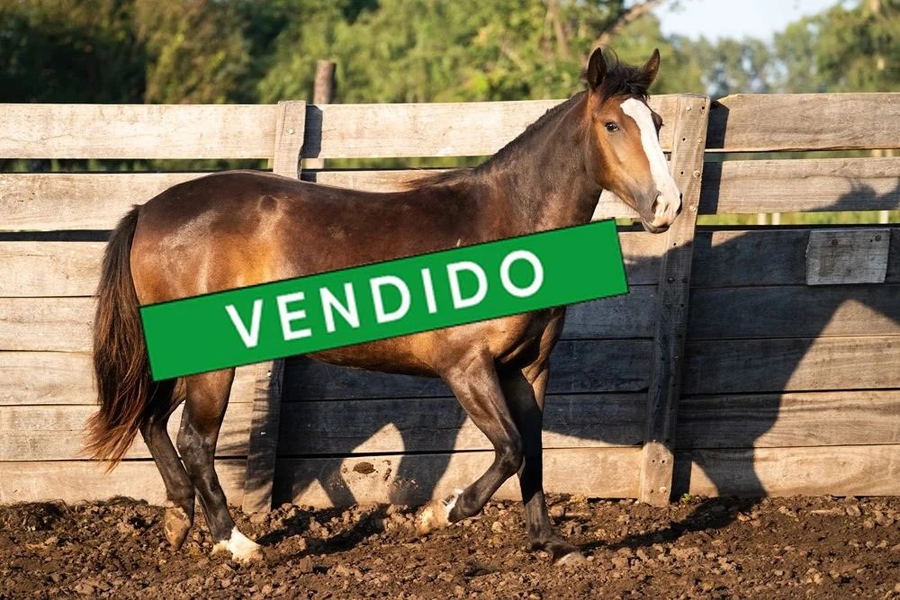 Lote VIRTUD JAZZ (Oculto)