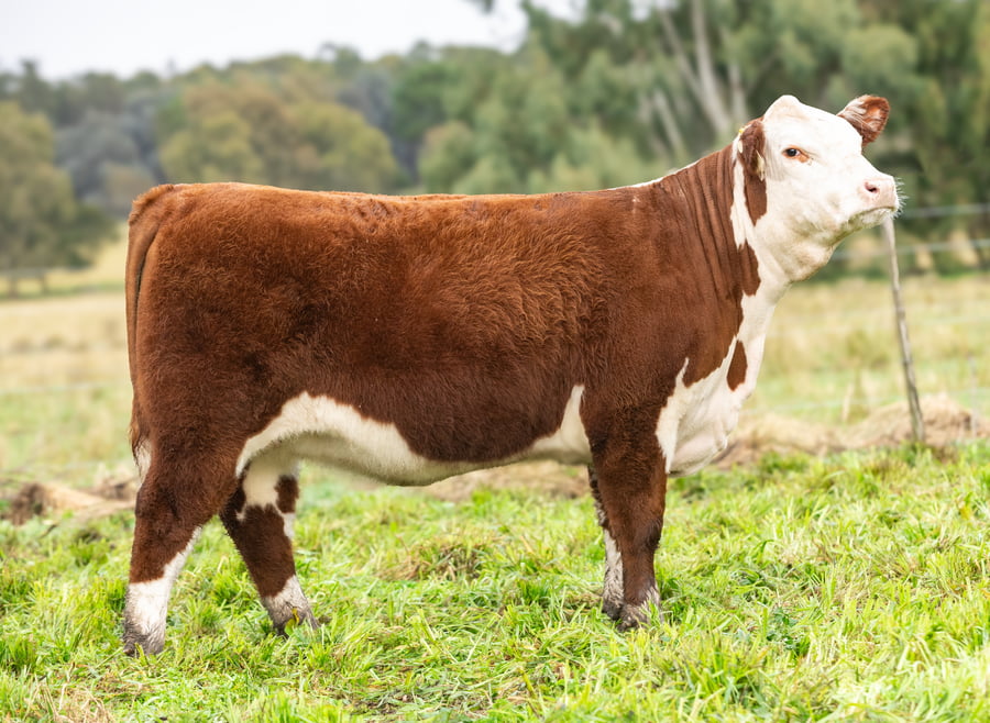 Lote Terneras PP