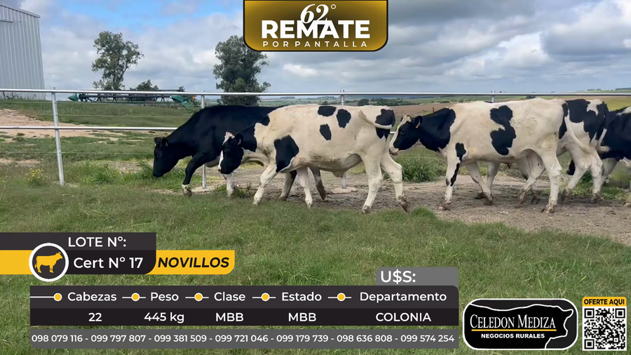 Lote 22 Novillos Holando en Piedras Espinosas, a 6 km de ruta 54,Colonia