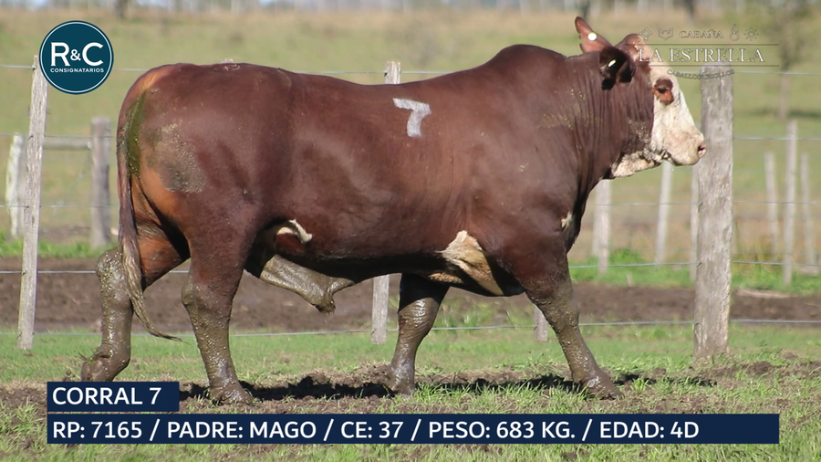 Lote Toro Braford