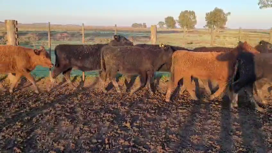 Lote 93 Terneros
