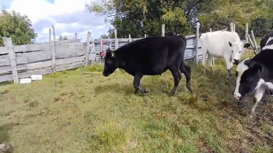 Lote (Vendido)5 Terneros y Terneras Cruzas a remate en #45 Pantalla Carmelo  280kg -  en Barrancas Coloradas
