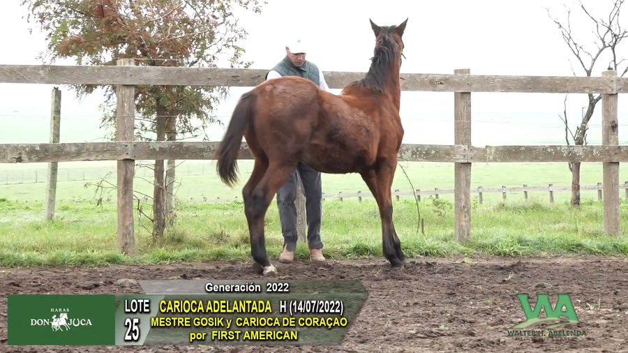 Lote CARIOCA ADELANTADA