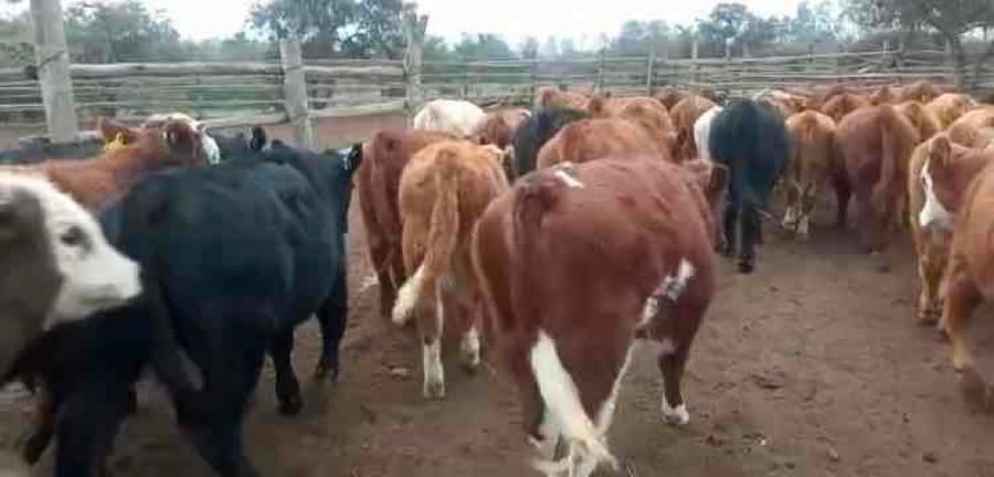 Lote 65 Ternera en Puchuncaví, V  Región Valparaíso