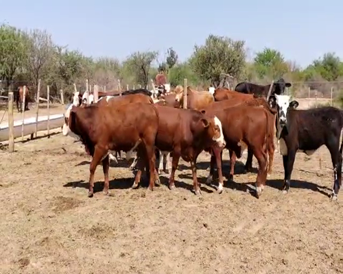 Lote 65 Terneros/as en Clodomira, Santiago del Estero