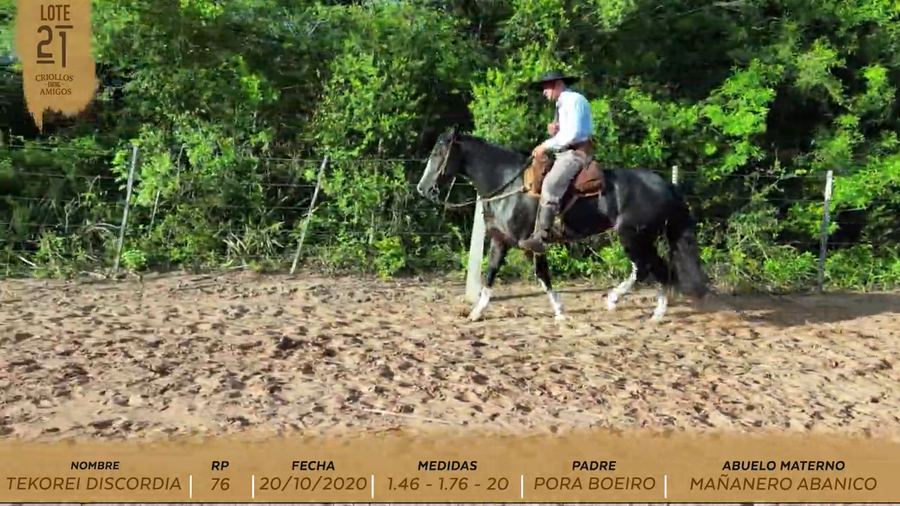 Lote TEKOREI DISCORDIA
