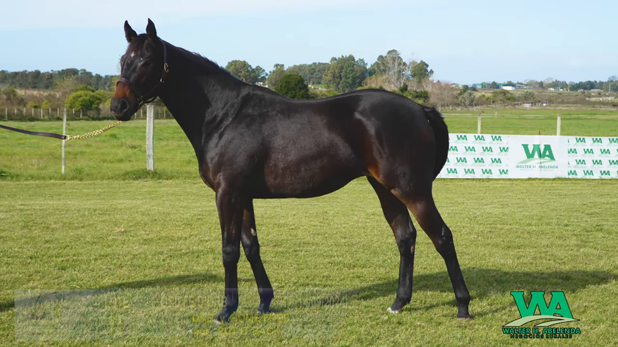 Lote GRIFFE D'ORB