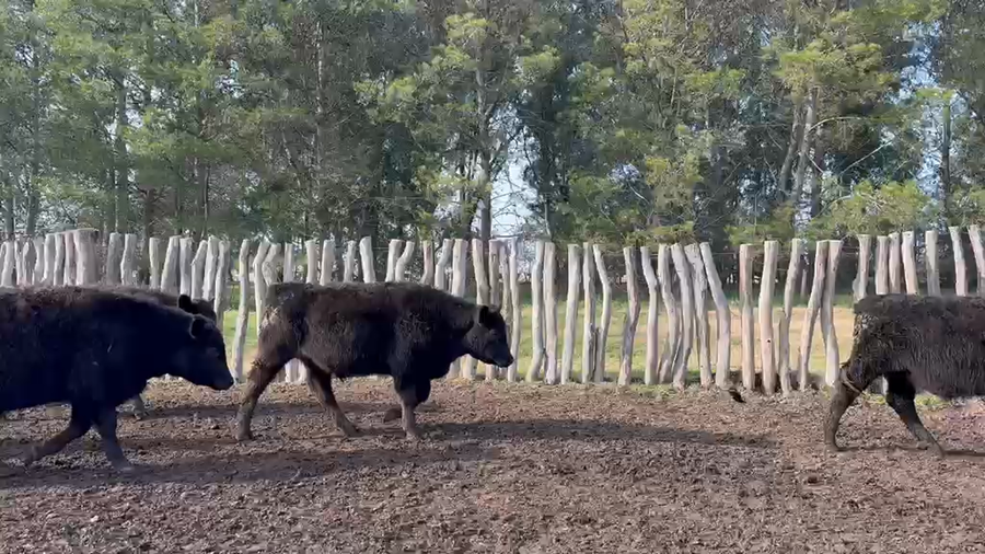 Lote 60 Terneros en Buenos Aires, Huanguelen