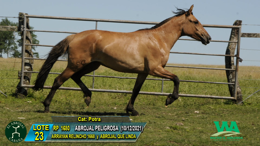 Lote ABROJAL PELIGROSA