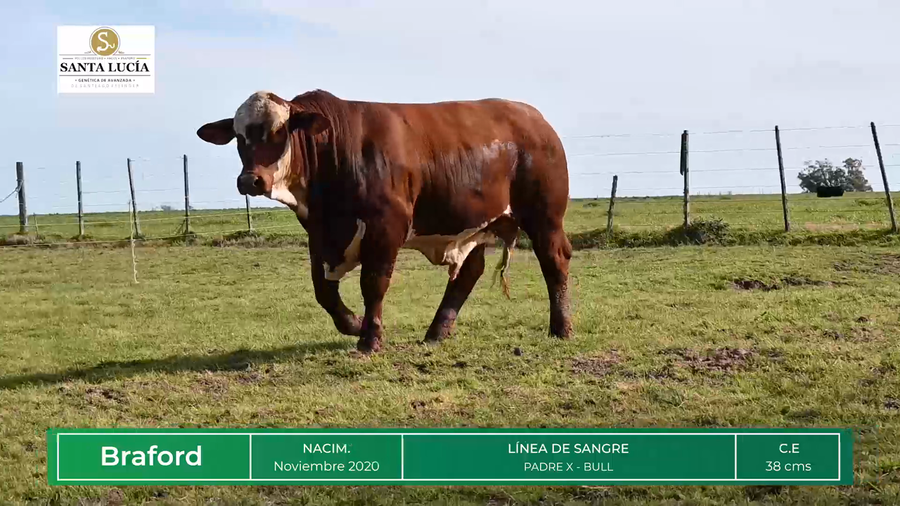 Lote TOROS BRAFORD