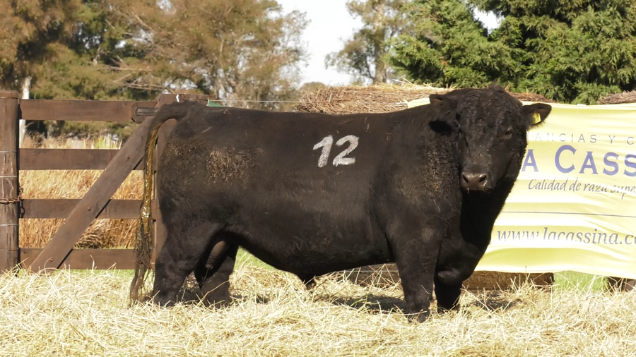 Lote TOROS ANGUS PURO CONTROLADO