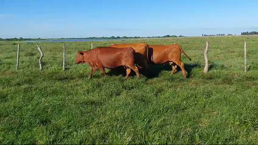 Lote 33 Vaca Exportacion