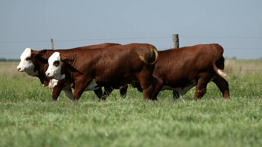 Lote Vaquilla Para Servicio