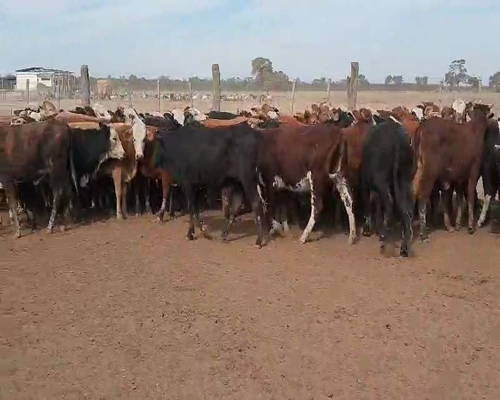 Lote 110 Terneras en Quimilí, Santiago del Estero