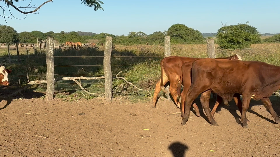 Lote 130 Terneros/as en Corrientes, San Roque