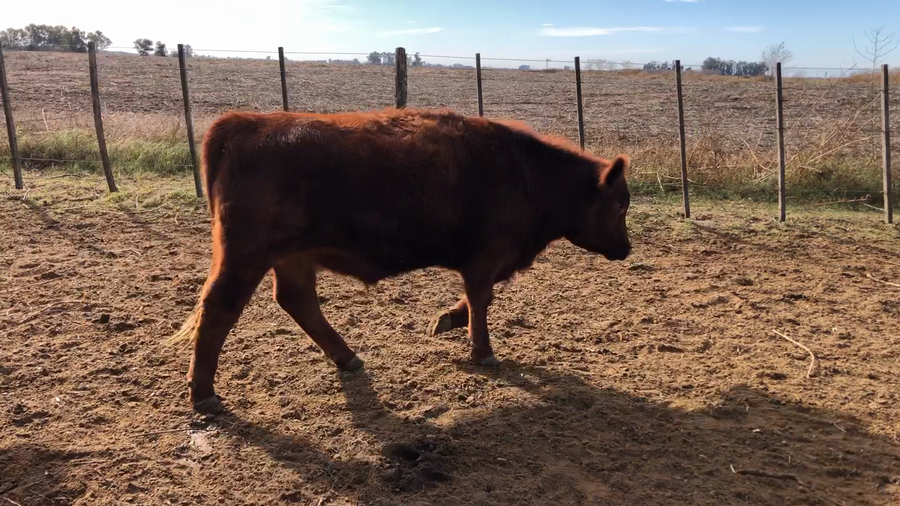Lote 30 Novillitos en Buenos Aires, América