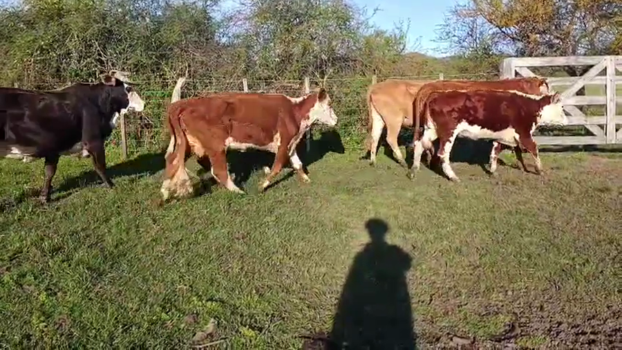 Lote 6 Vacas de invernar en Corrientes, Monte Caseros