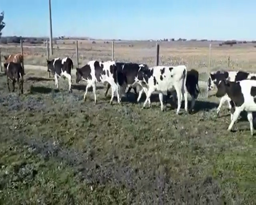 Lote 120 Terneros HOLANDO a remate en Pantalla Camy 110 - 130kg - , San José