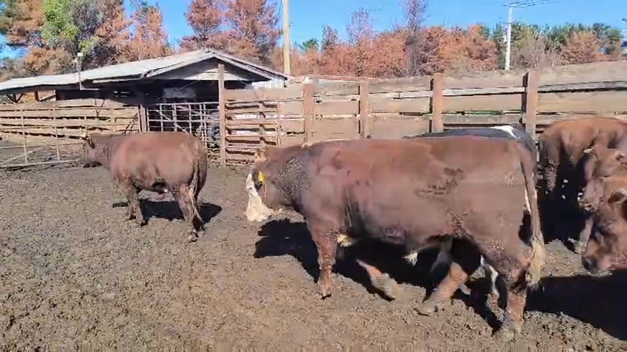 Lote 20 Novillo Gordo en Los Ángeles, VIII Región Biobío